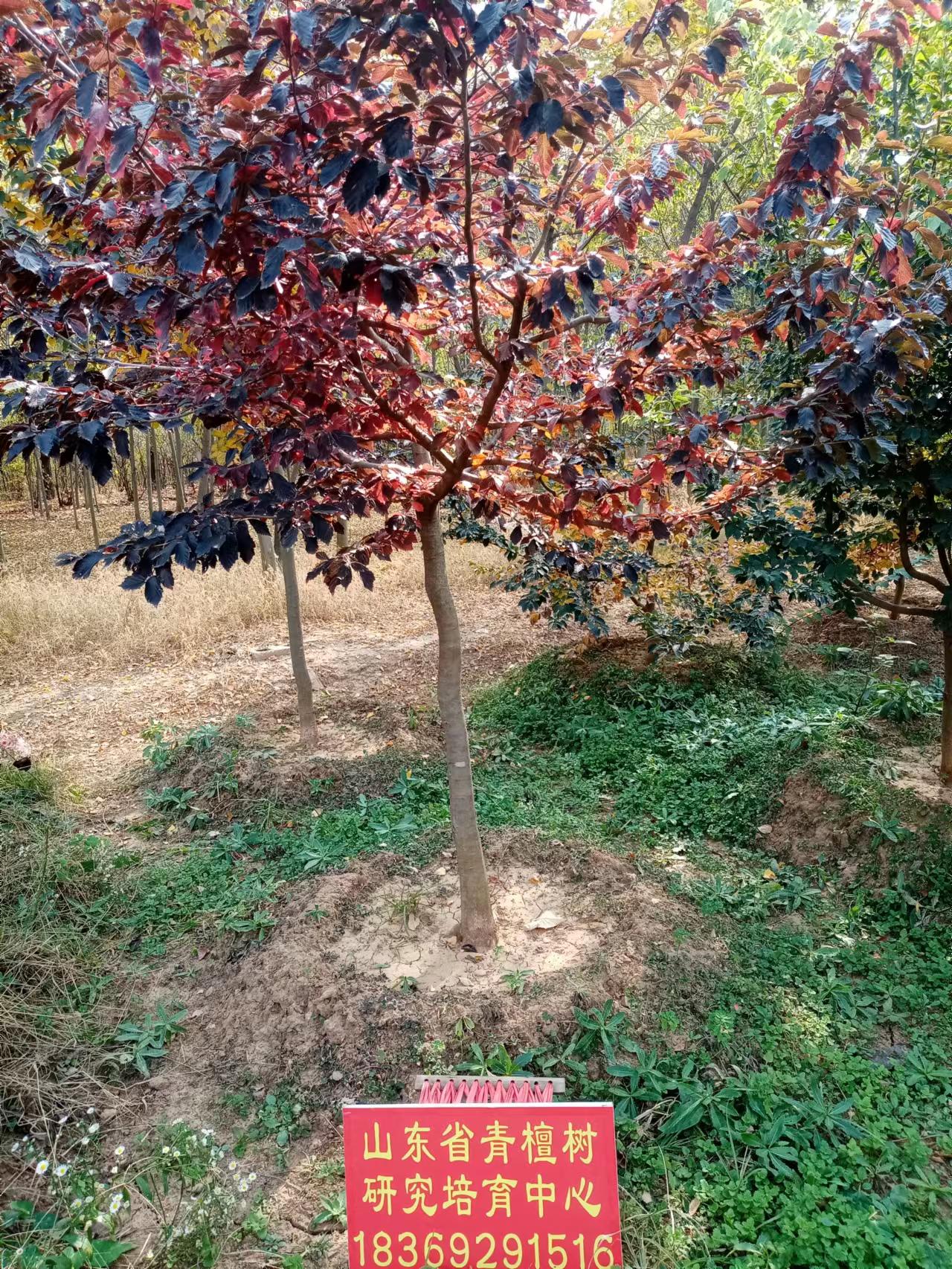 ÷
