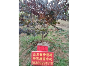 银缕梅