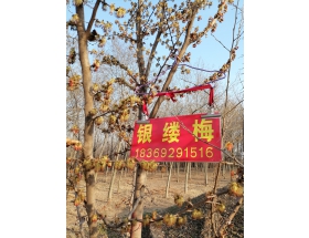 银缕梅