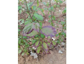 银缕梅种苗